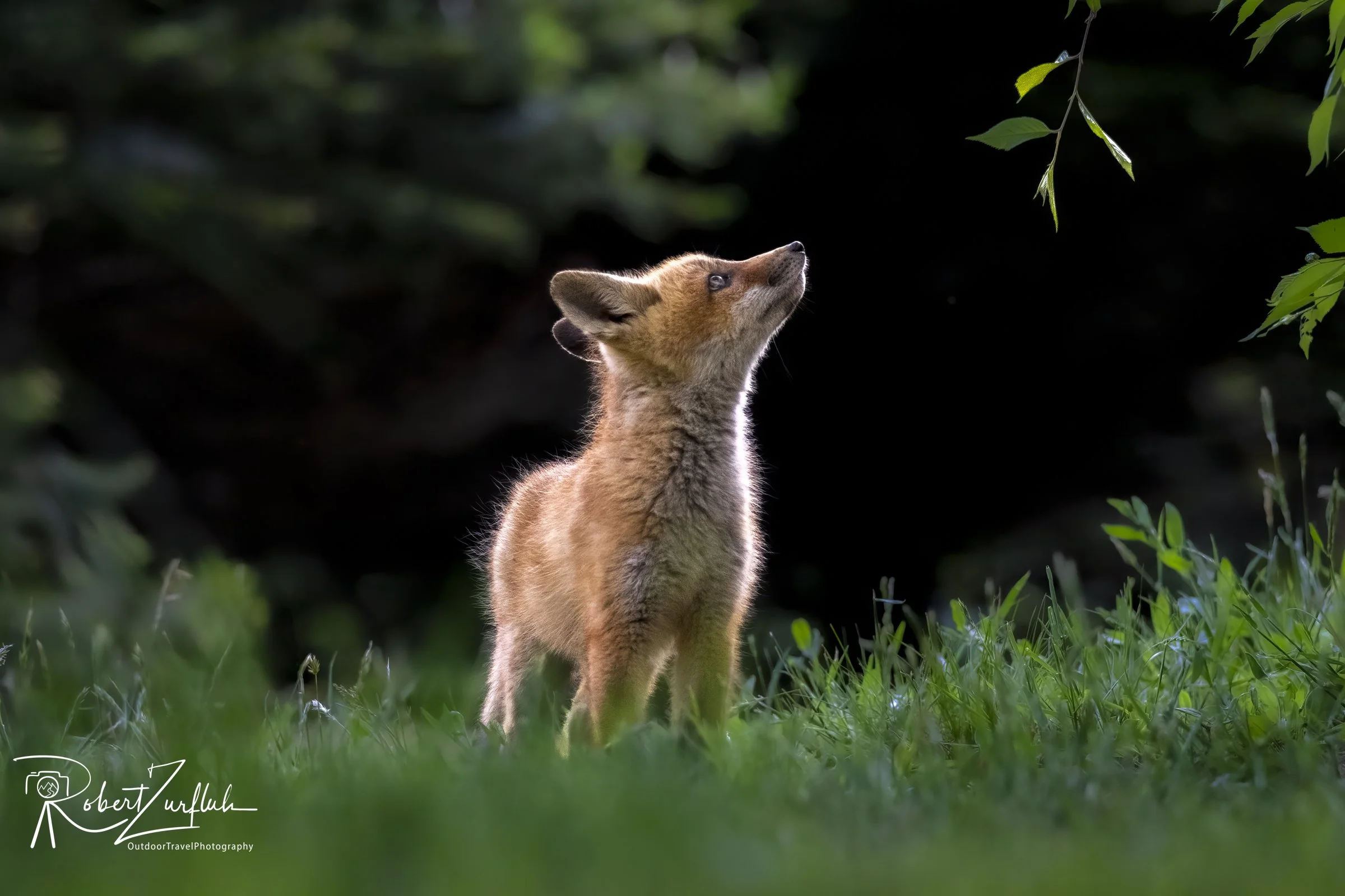 Red Fox 2021.jpg