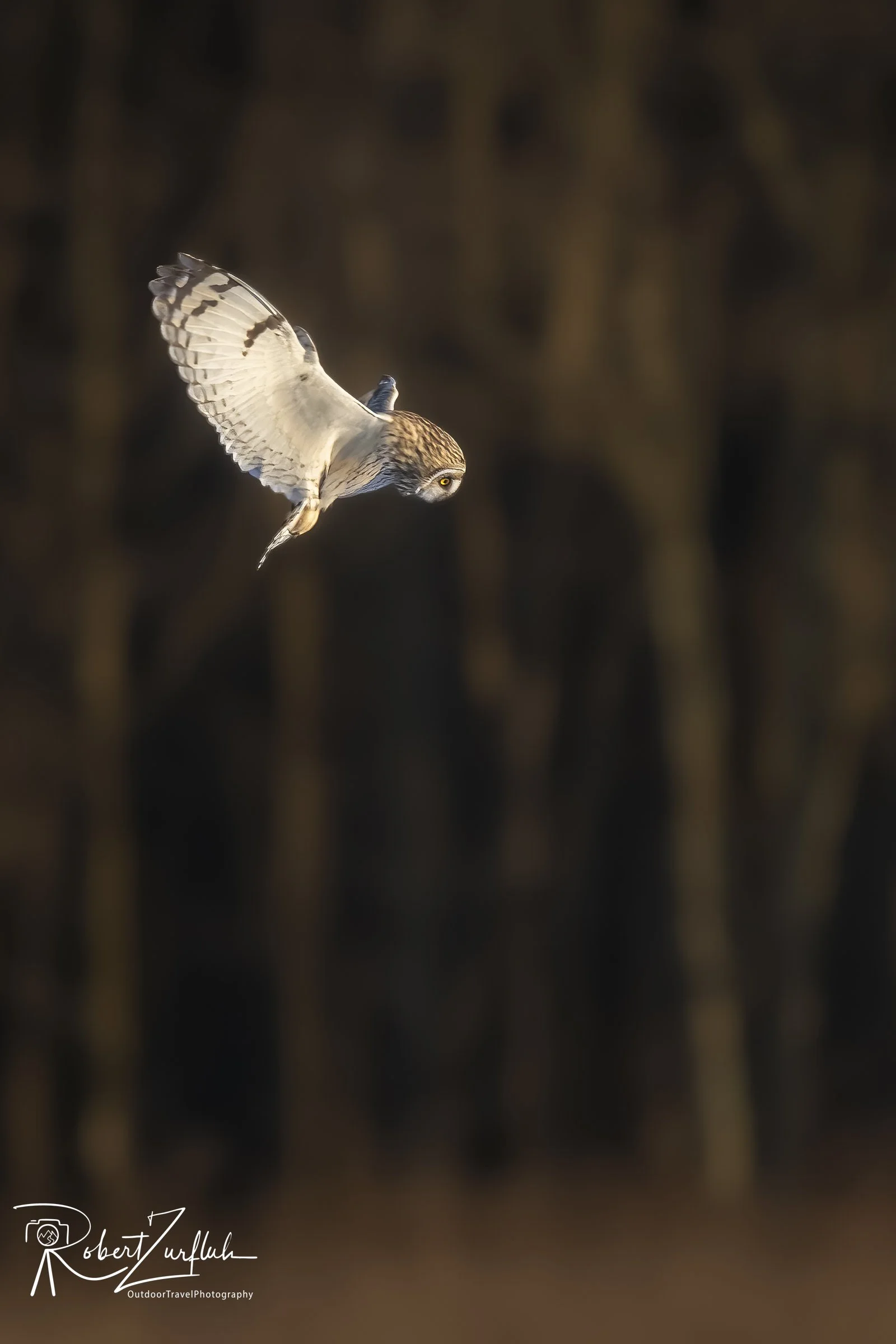 Short Eared Owl 2021.jpg