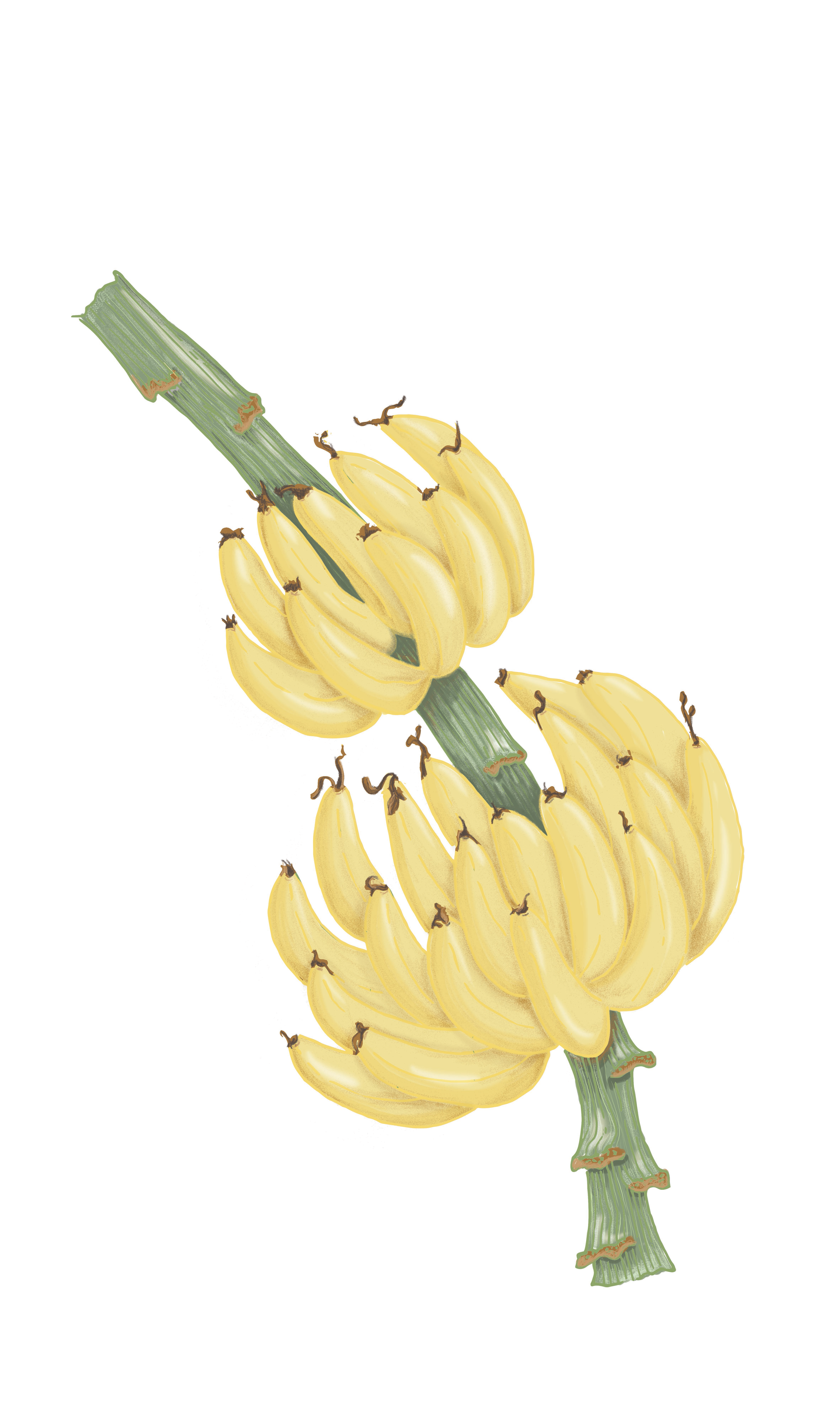 06_BANANO.png