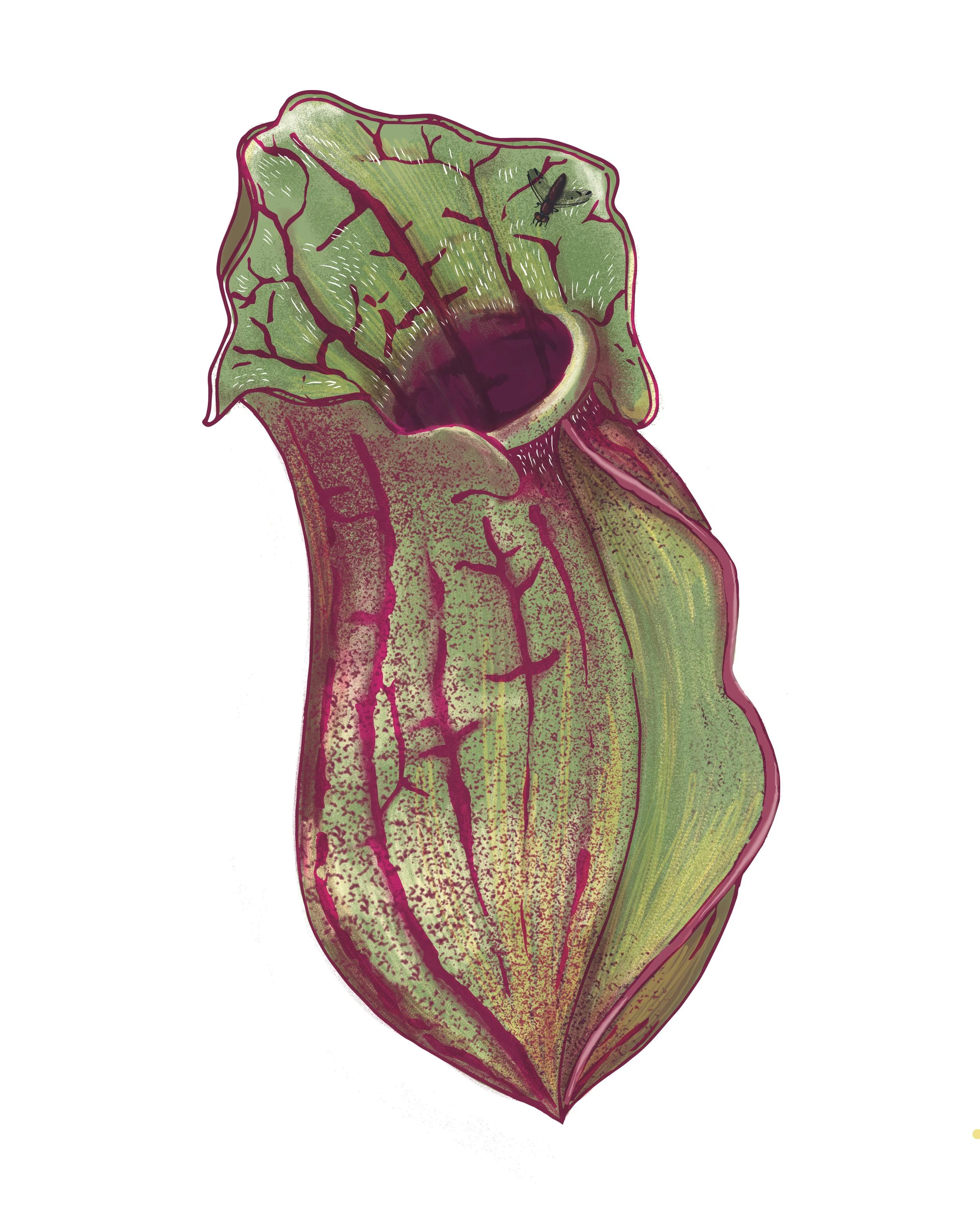 SARRACENIA.jpg