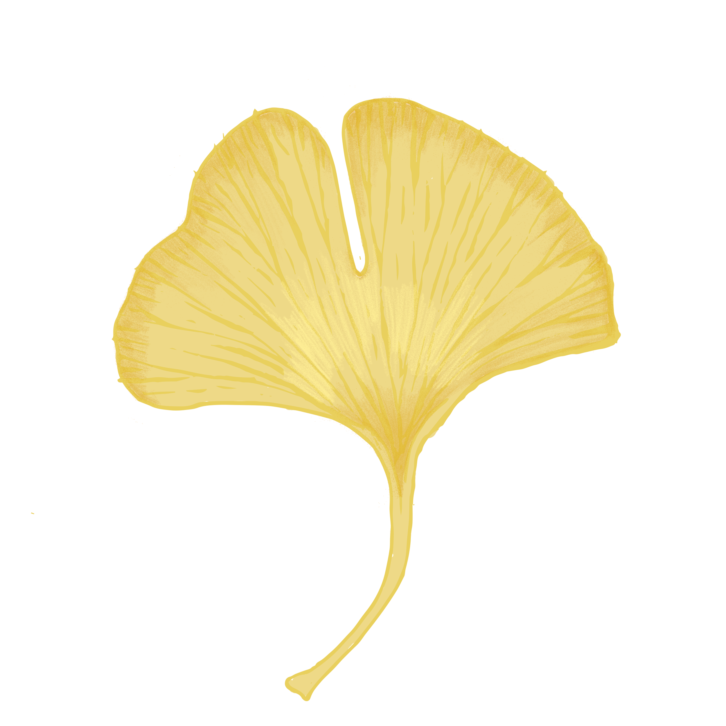 GINKGO_FOGLIE_unito.png