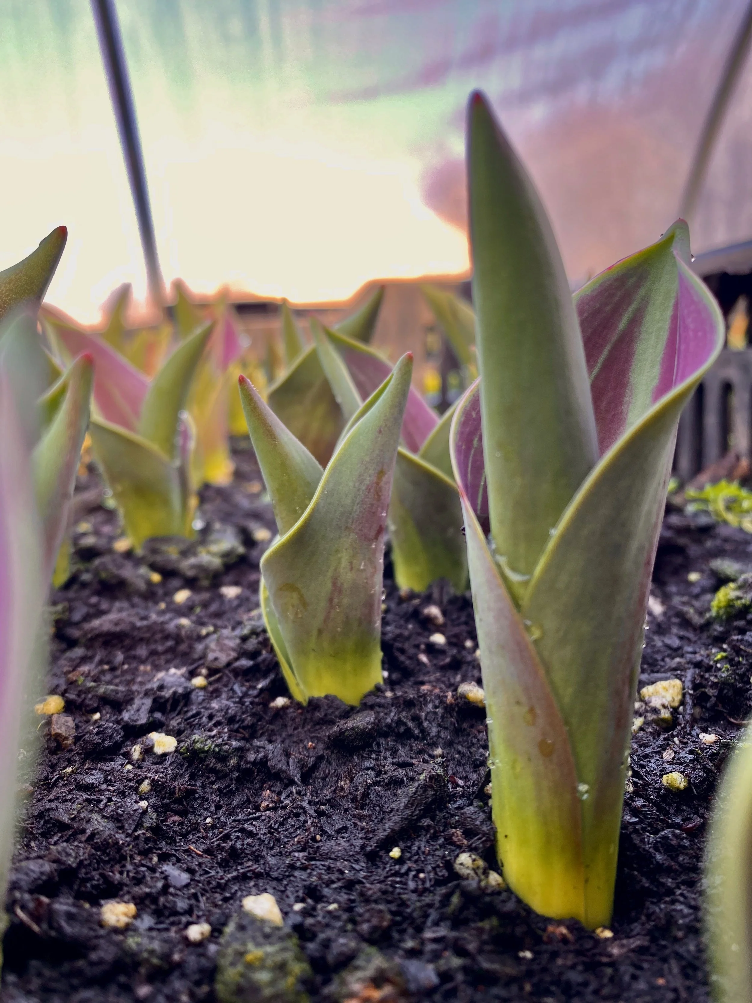 Dozens of crates full of tulips - these ones are Salmon Impression.