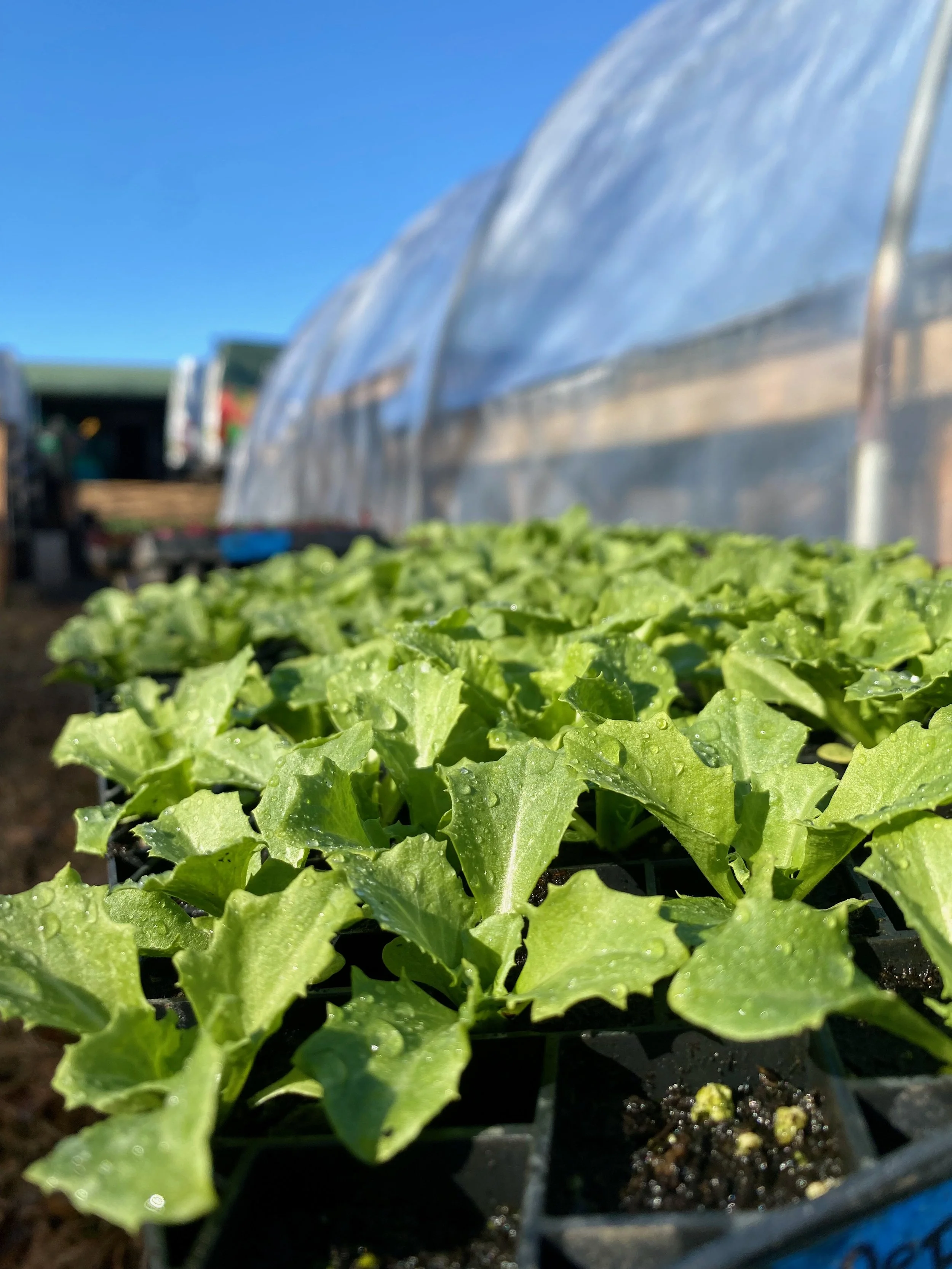 Frisee ~ where my bitter greens lovers at ?!