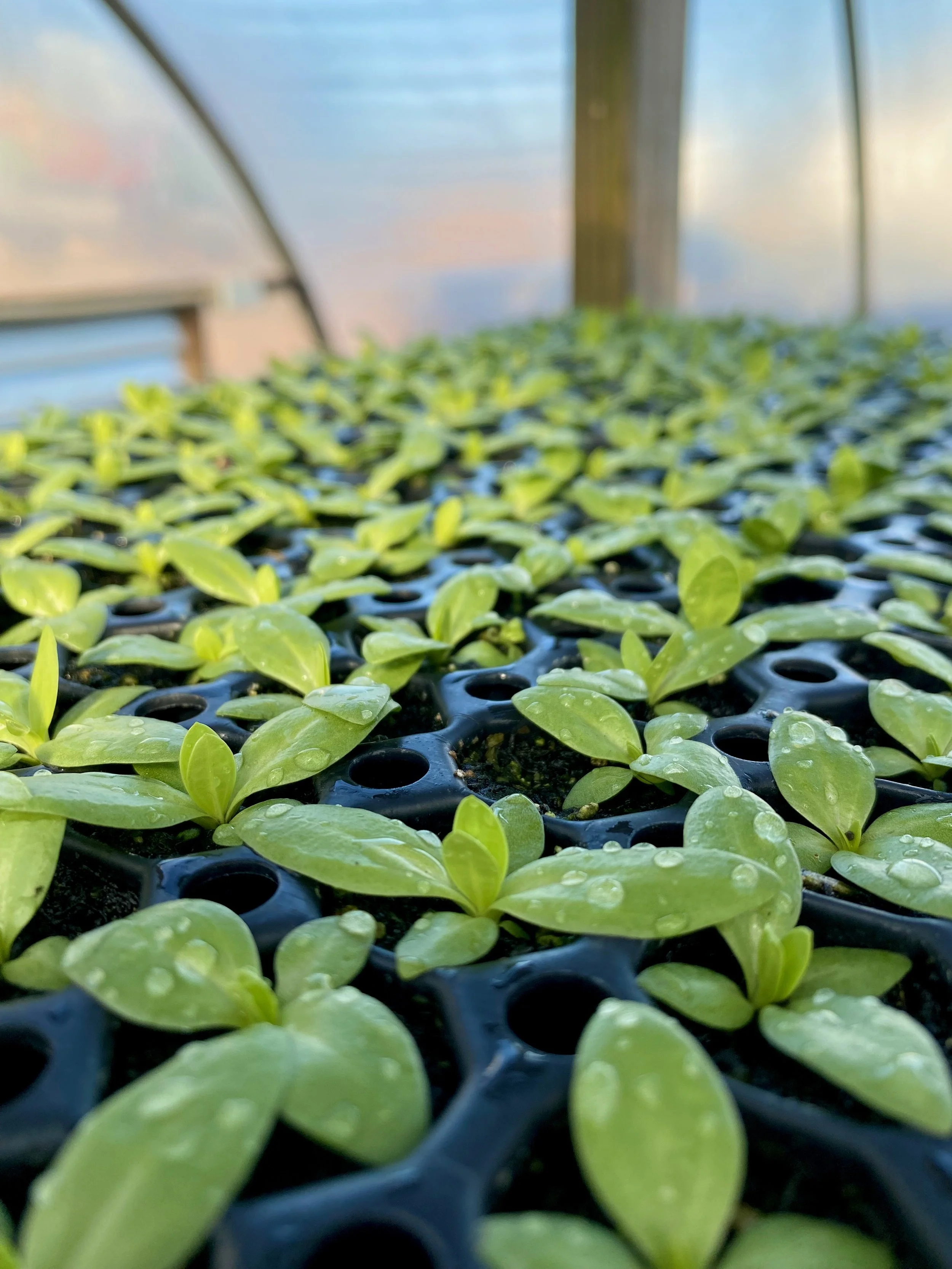 Lisianthus !!!!!! SO many different colors.