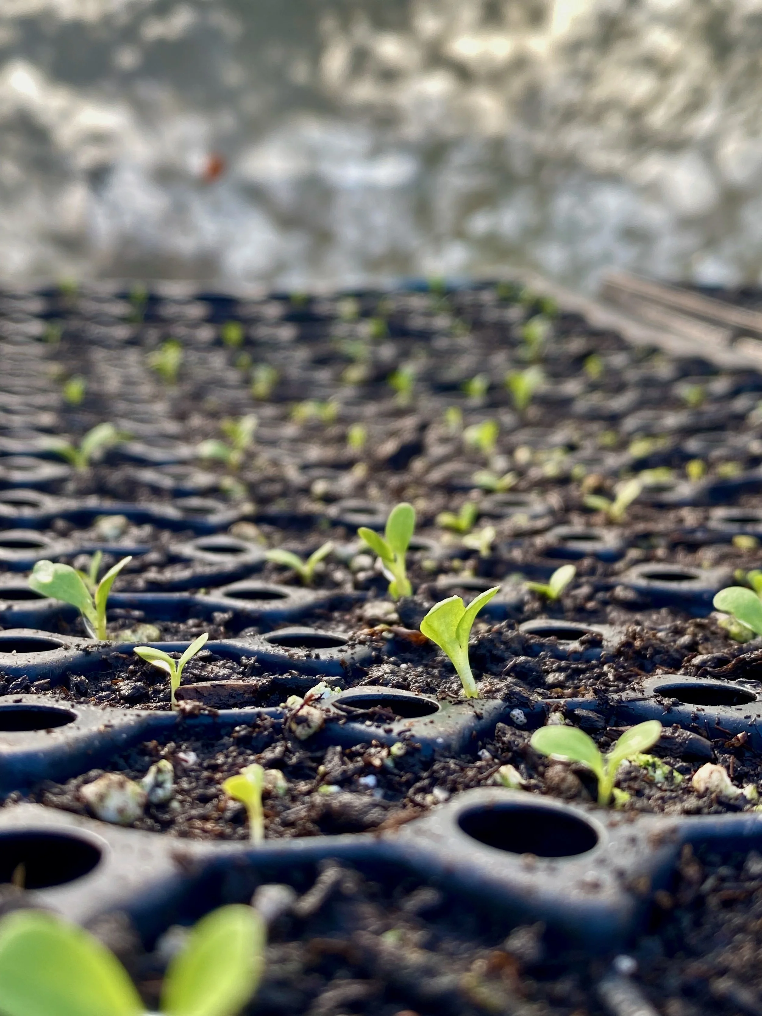 Radicchio - lets get another cheer for those bitter greens!