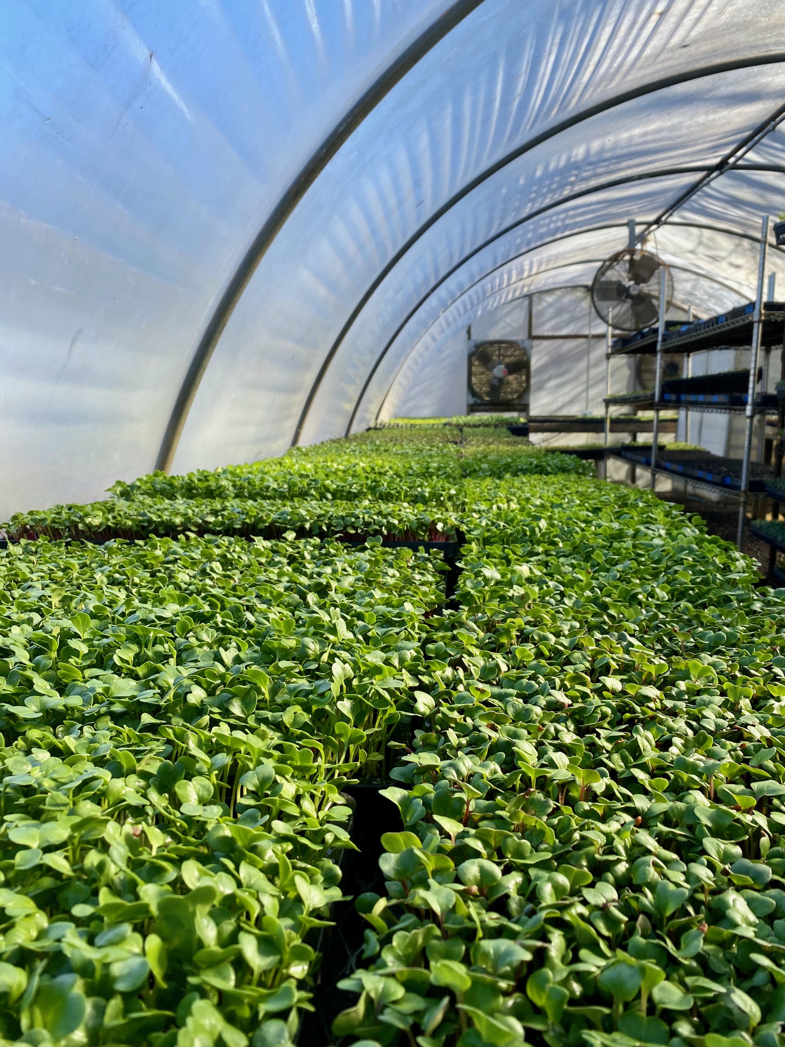 Microgreens as far as the eye can see!