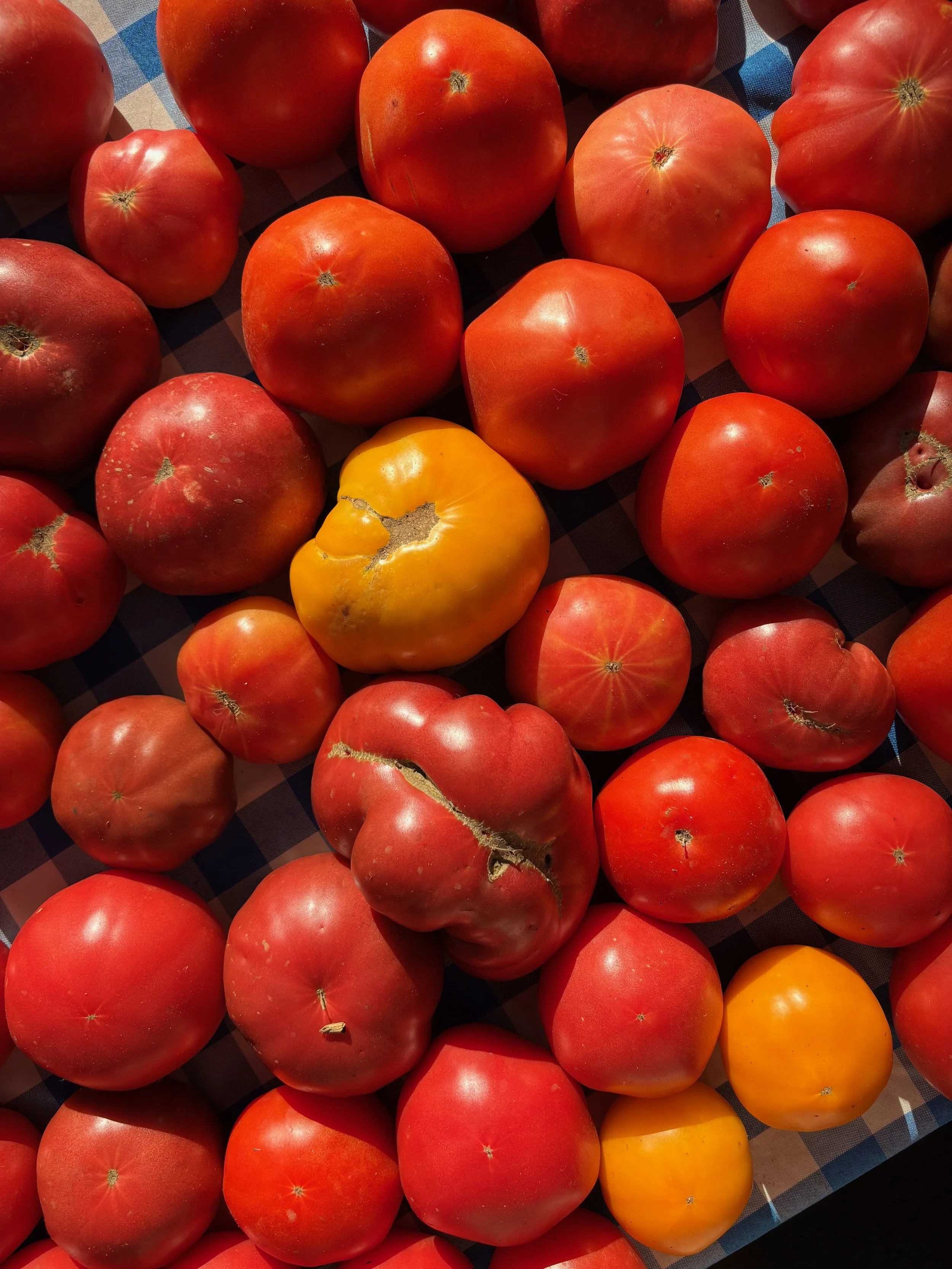 SM26 (WK7): PEAK TOMATO SEASON!