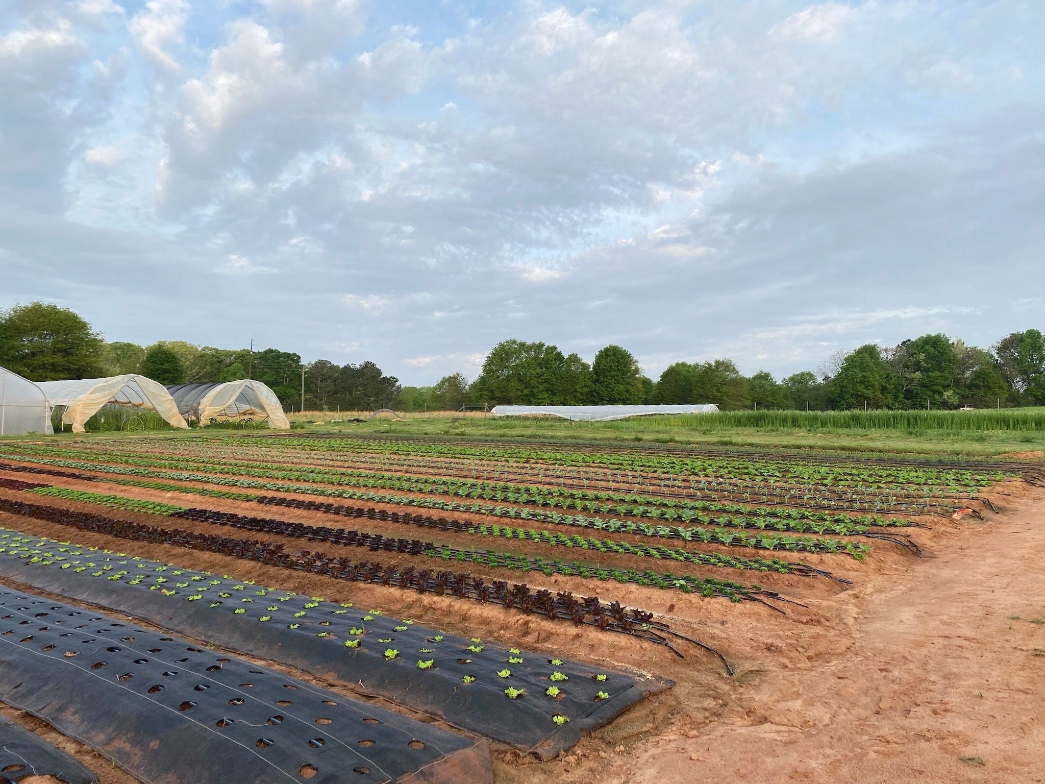 SP25 (W6): Sprouts of Something New