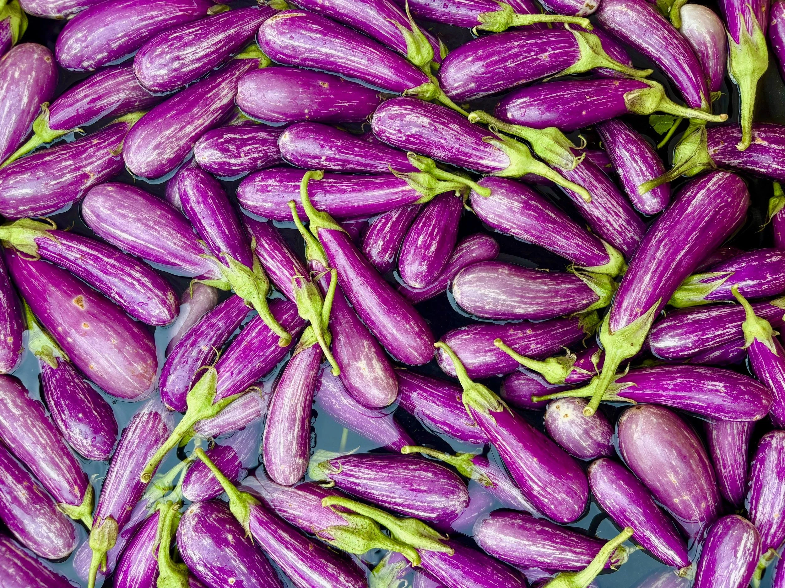 SM26 (WK9): Eggplant Wonderland