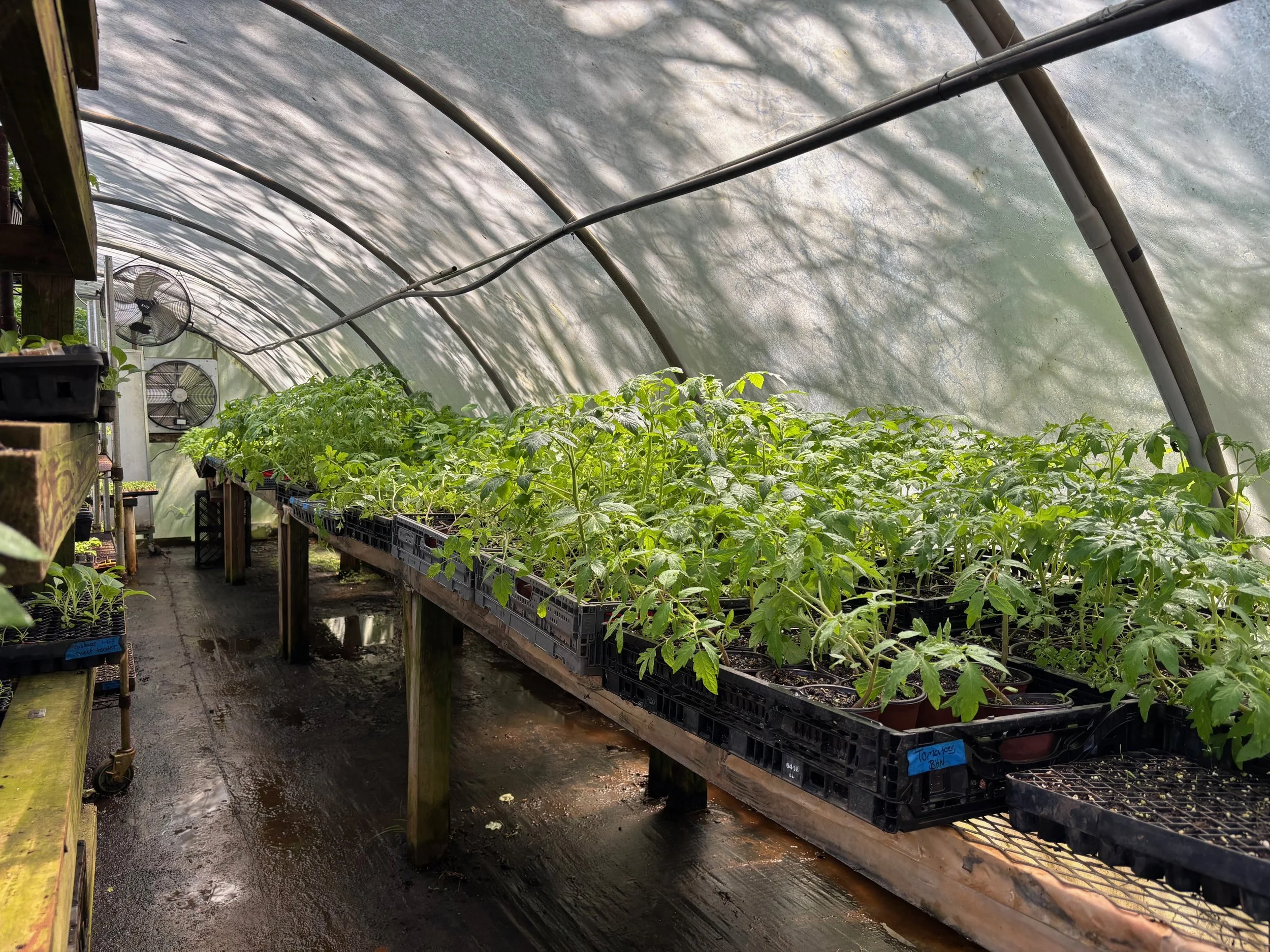 SP26 (WK5): Maters, Cukes, &amp; OkrA Planted