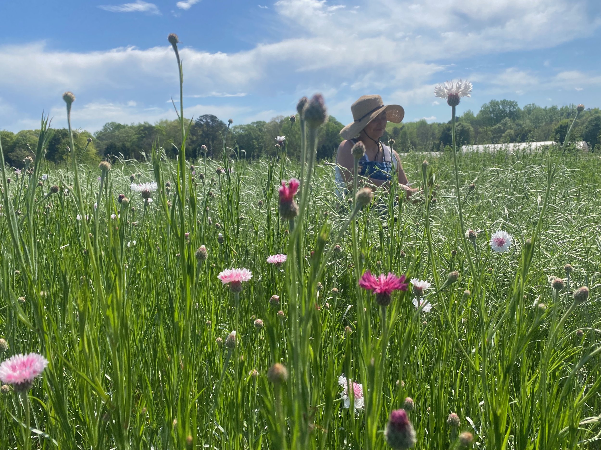 SP25 (W7): Flowers are ON