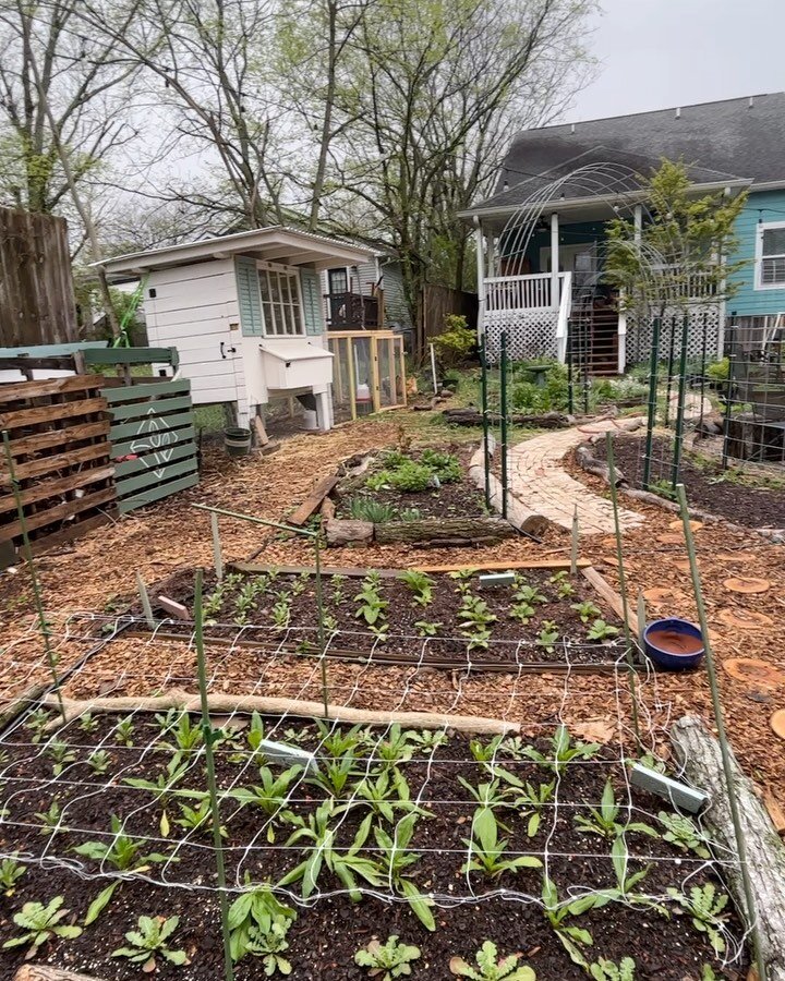Early April garden check! Lots went into the ground today, with the help of my sweet husband. Can&rsquo;t begin to count the times I squealed &ldquo;I just love this&rdquo; as we pressed the rooted seedlings into the dirt. 

Most everything will be p