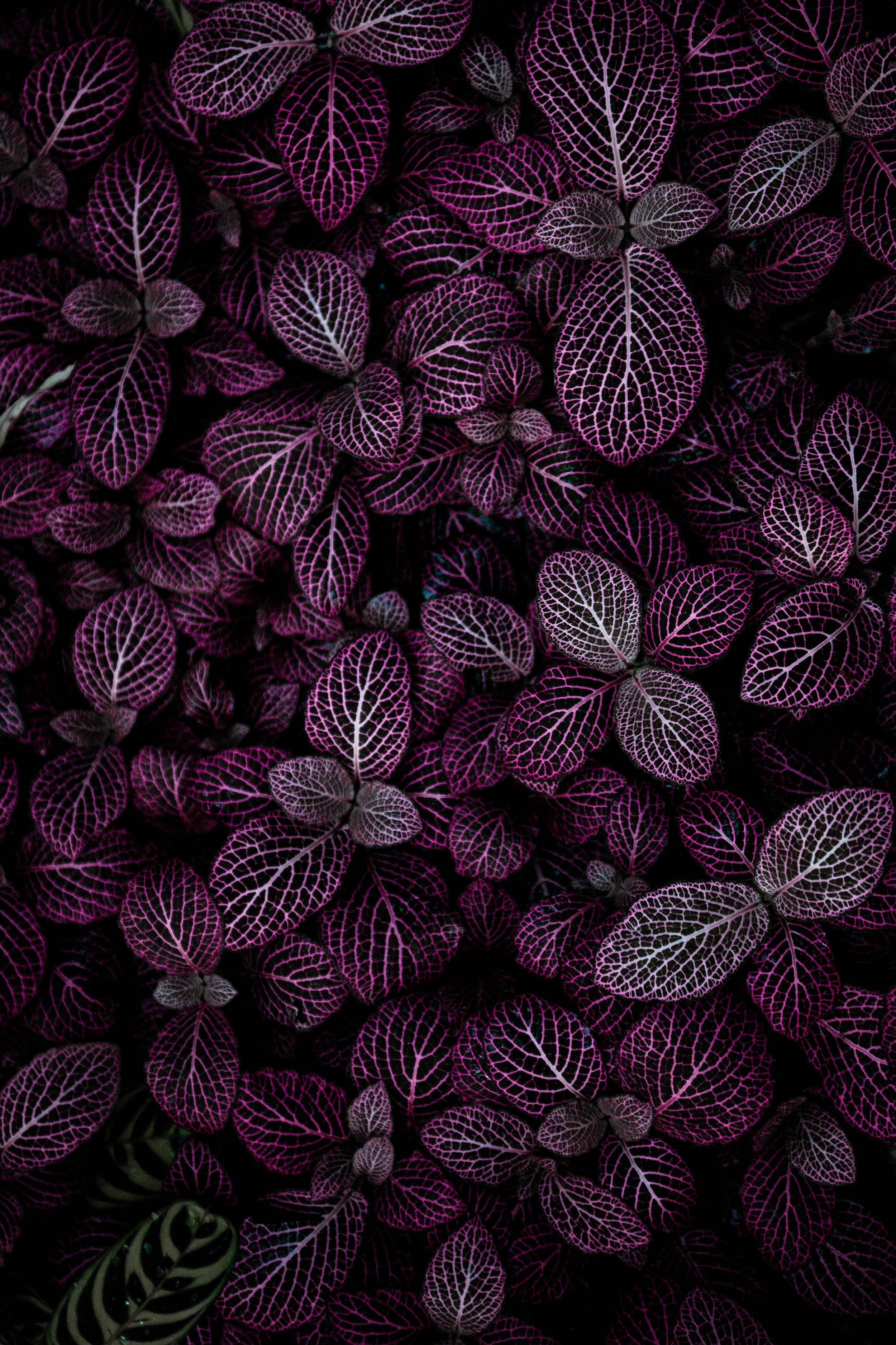 Close-up of leaves symbolising breath and renewal, Transformational Breath® in Colchester