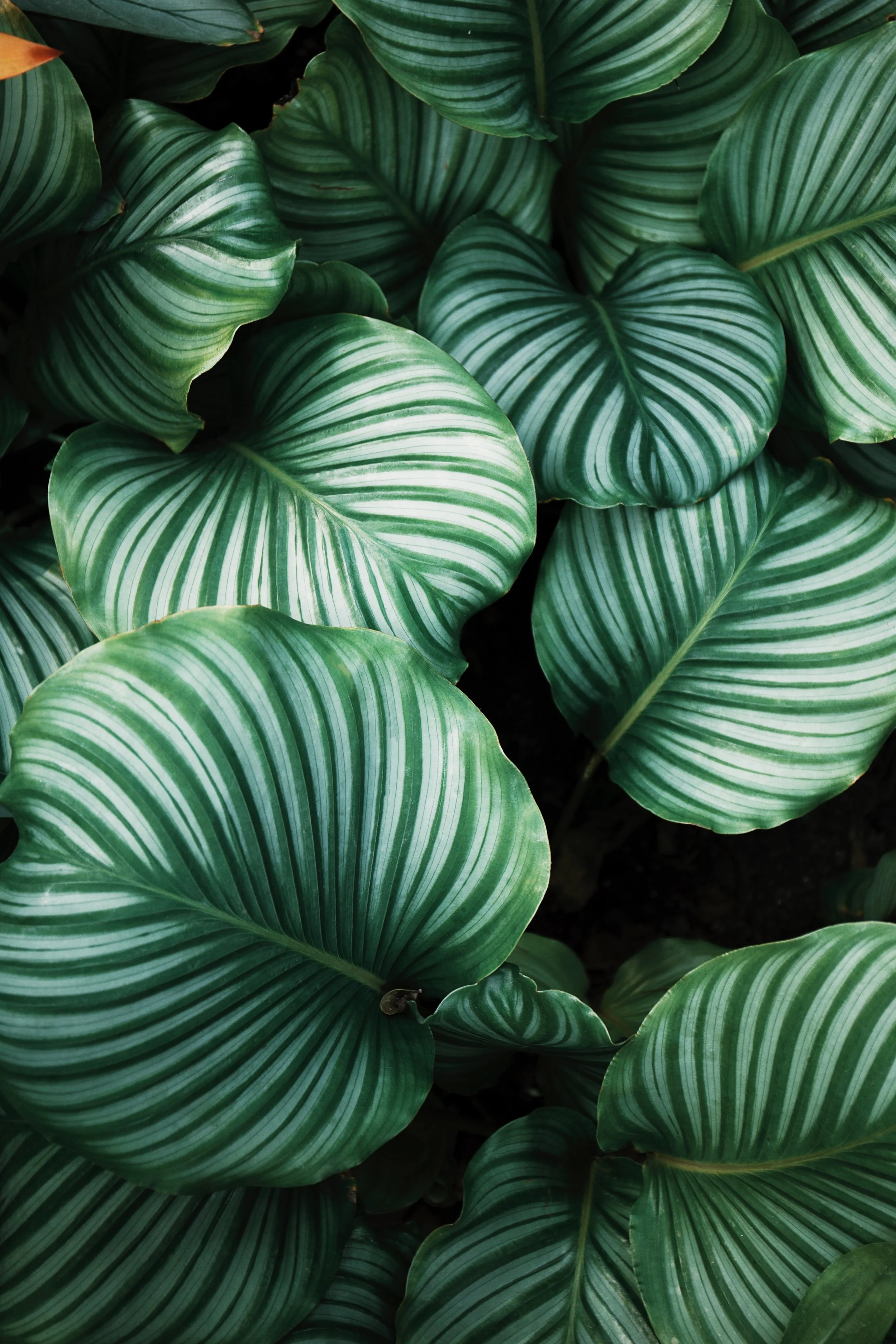 Green leaves in soft natural light, breathwork sessions in Colchester and online with The Oya Energy
