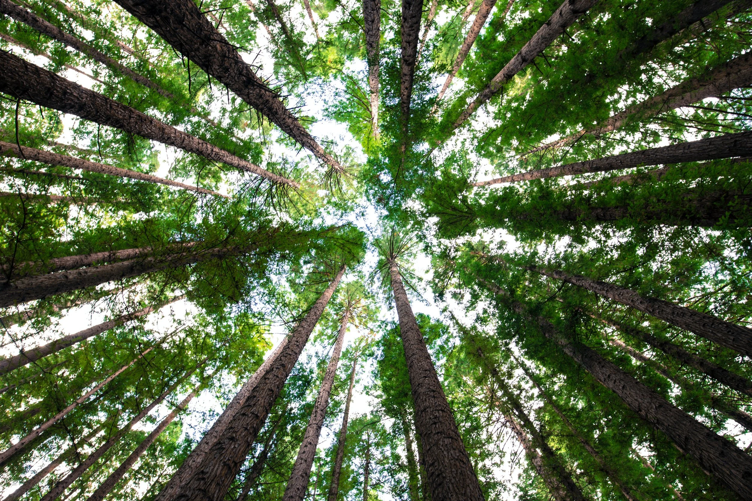 Looking up through tall trees to the sky, the openness of Transformational Breath® breathwork in Colchester and online
