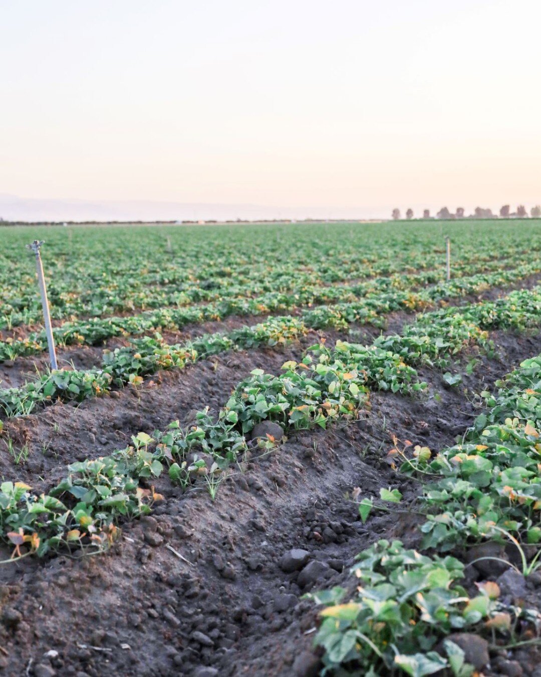 Endless rows of sweet potatoes growing in Bakersfield, CA 📍 Happy Friday everyone #BakoSweet
📷: @harvest.joy