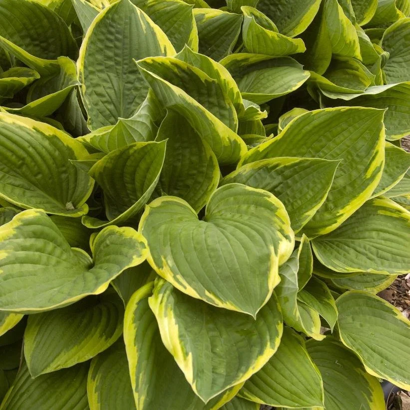 Aureomarginata Hosta