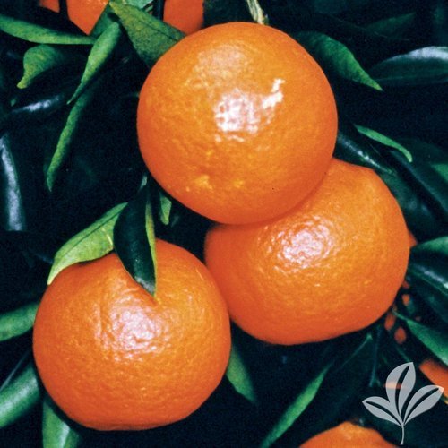 Sunburst Tangerine