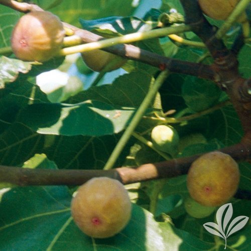 Celeste Fig