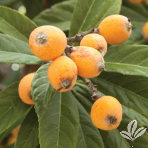 Gold Nugget Loquat