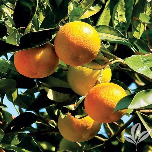 Clementine Mandarin