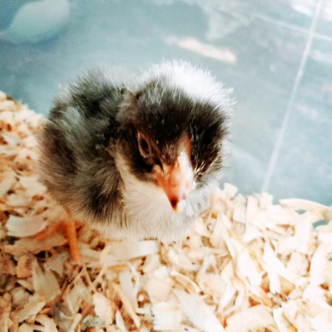 We had a little latecomer to the party!

After the first two chicks hatched a bit early, we eagerly awaited for more to come. Unfortunately, one other egg hatched but the chick struggled and didn't make it. We were all so sad, and didn't expect any m