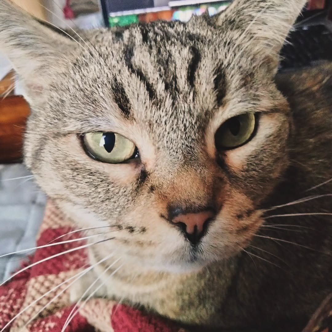 The cat does not care that I have work to do. The cat owns my lap, and my computer, and my time, I suppose.

The cat will not move. She is the weight of 1000 suns, and would appreciate it if I stop trying to shove her off of me. She is not leaving un