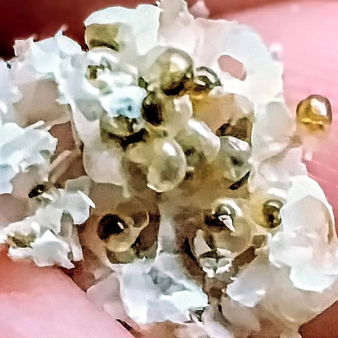 No, it's not popcorn. It's mystery snail babies!

I have one gold mystery snail in my 10 gallon Walstad tank (with a Betta, two nerite snails, and a dozen or so neocaridina shrimp). The mystery snail is a single because, technically, they need a mate