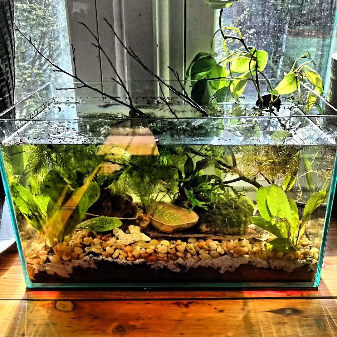 As a (former) biologist, I love the idea of creating self-sustaining ecosystems.

I have a couple of aquariums, both created using the Walstad method, with electric filters and lights and heaters. But I wanted to experiment by creating something with