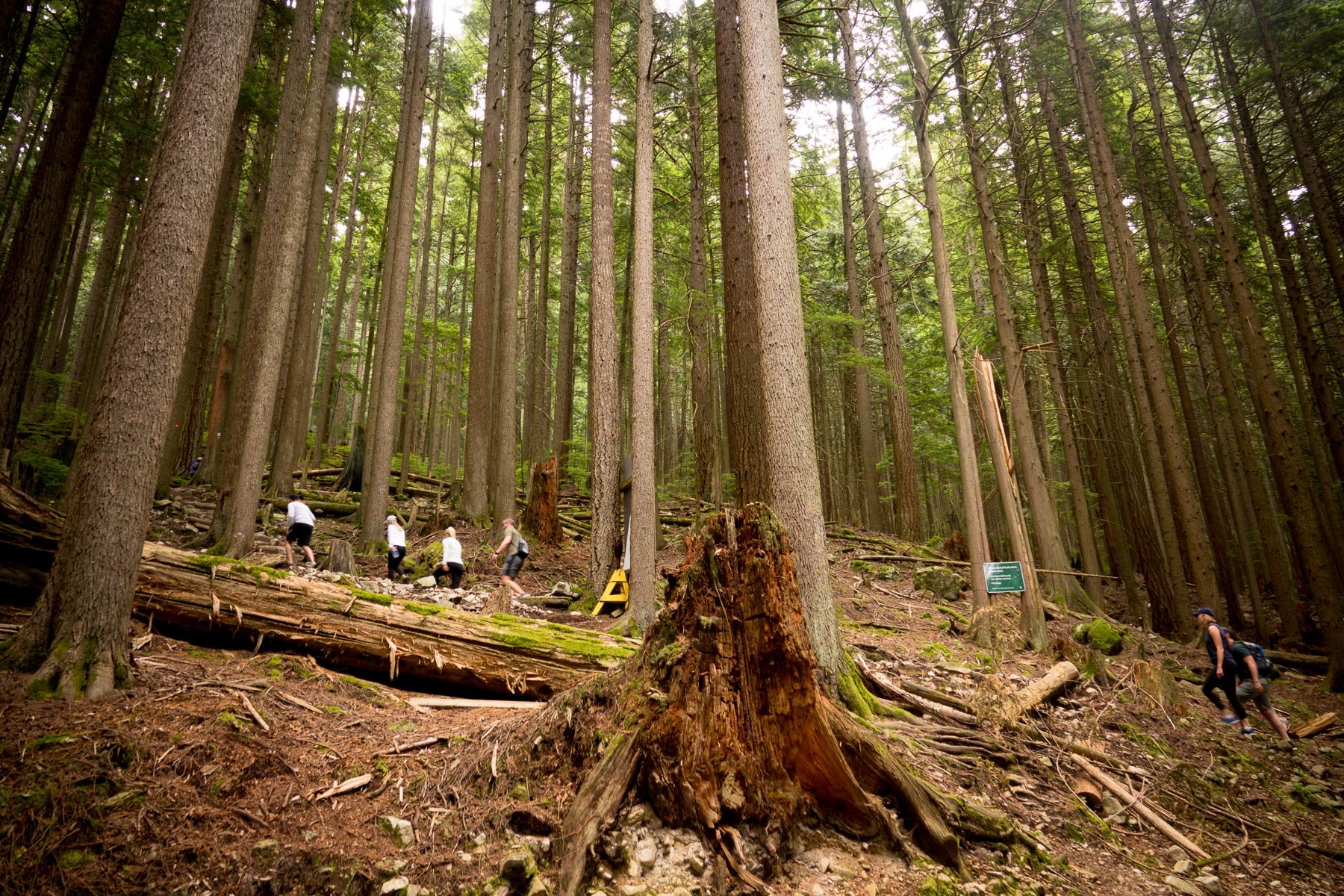 07-grousegrind-1.jpeg