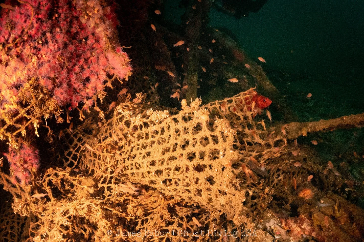 𝗧𝗵𝗿𝗼𝘄𝗯𝗮𝗰𝗸 𝘁𝗼 𝗼𝘂𝗿 𝟮𝟬𝟮𝟮 𝗺𝗶𝘀𝘀𝗶𝗼𝗻 𝗮𝘁 𝗧𝗵𝗲 𝗠𝗼𝗼𝗱𝘆 𝘄𝗿𝗲𝗰𝗸 𝗶𝗻 𝗦𝗮𝗻 𝗣𝗲𝗱𝗿𝗼 𝗕𝗮𝘆, 𝗖𝗮𝗹𝗶𝗳𝗼𝗿𝗻𝗶𝗮.
Our teams were able to remove the majority of ghost nets tangled on this historic wreck in just one dive. 🪢