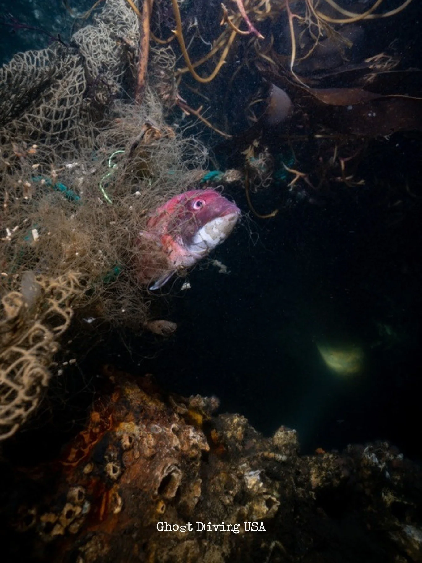 A look back at our Radio Tower mission in 2023.

Hard work, tricky angles, and a lot of teamwork underwater, exactly how ghost nets lose their grip on our oceans.

𝗛𝘂𝗴𝗲 𝘁𝗵𝗮𝗻𝗸𝘀 𝘁𝗼 𝗼𝘂𝗿 𝗽𝗮𝗿𝘁𝗻𝗲𝗿𝘀 𝗮𝗻𝗱 𝘀𝗽𝗼𝗻𝘀𝗼𝗿𝘀 𝘄𝗵𝗼 𝗵𝗲