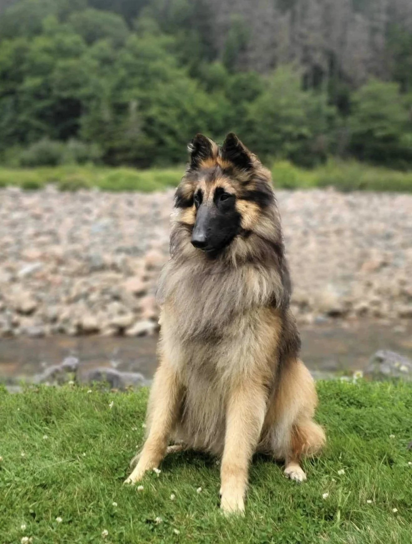 Stryker pooch for webpage.jpg