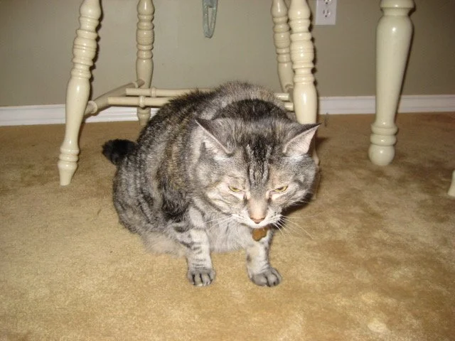 Brandy Head Down.JPG