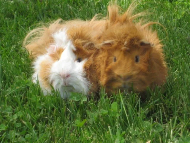 Speedy and Lexi new.JPG