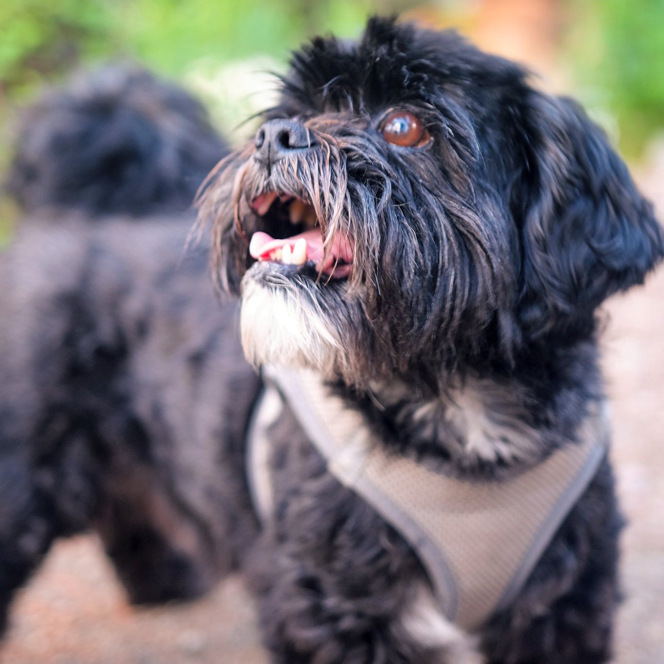 20240420-buddy1.jpg