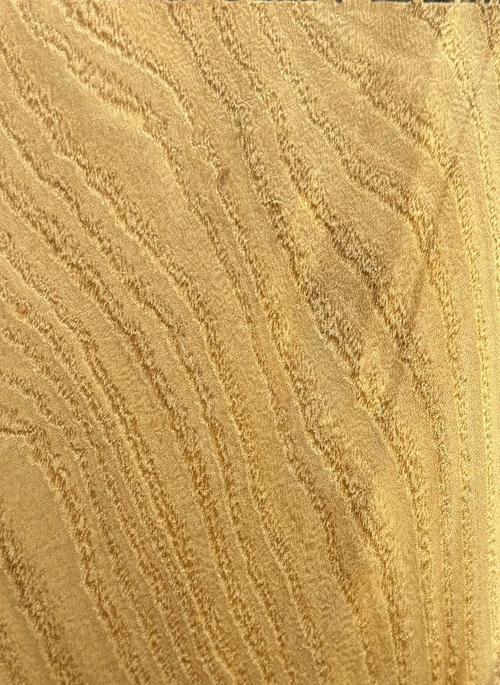 american-elm_detail.jpg