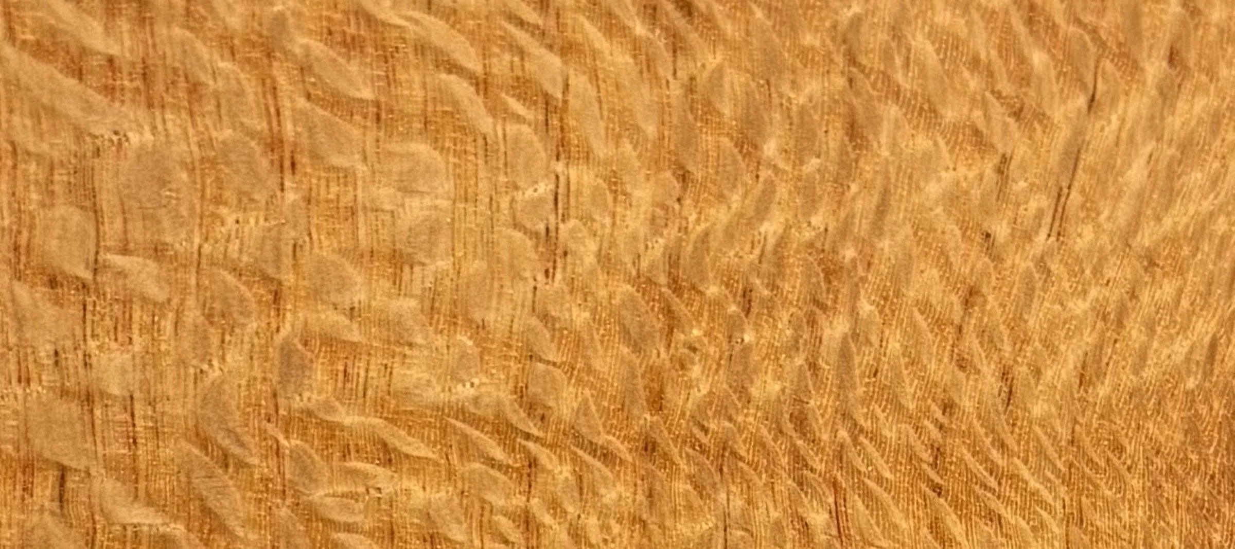 silk-oak_strip.jpg