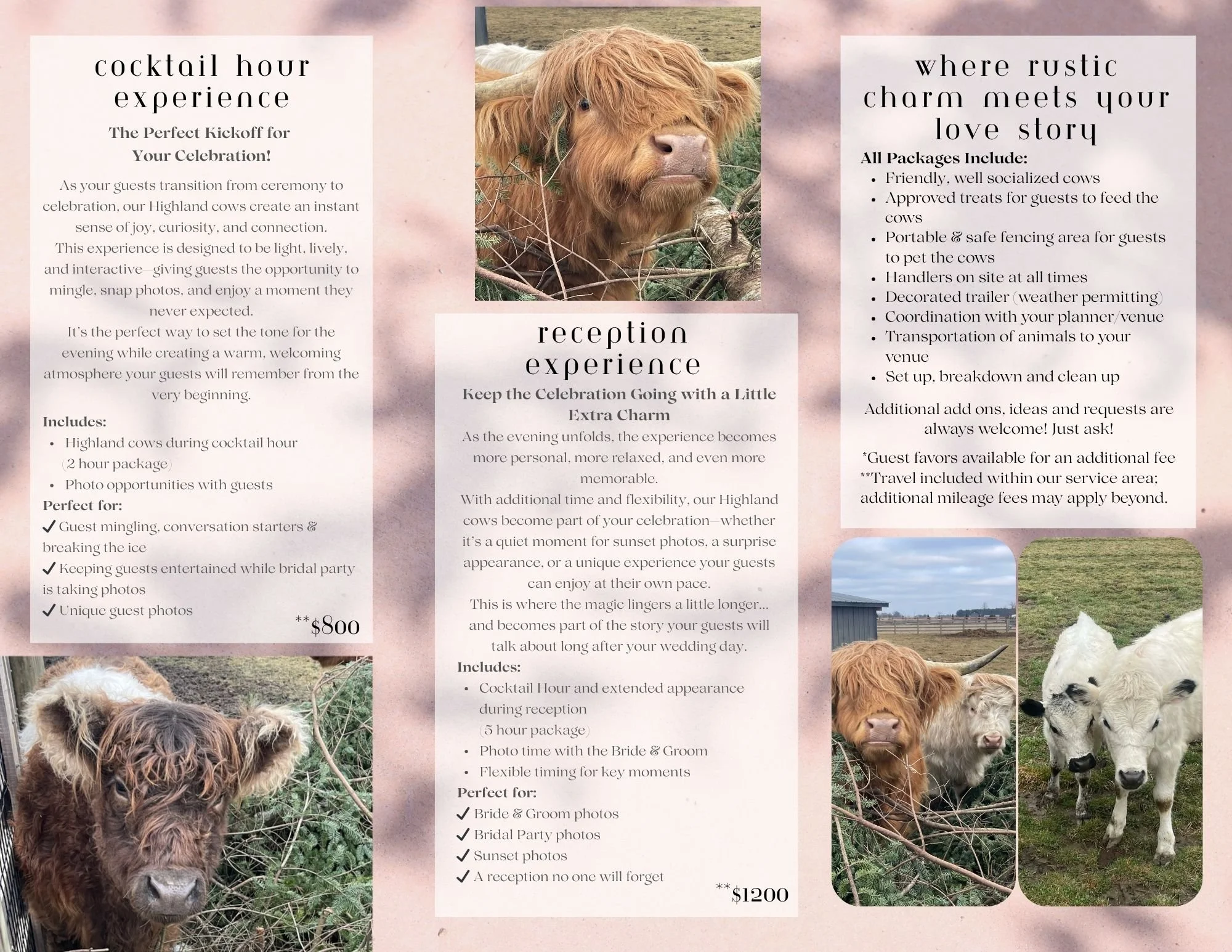 A brochure with images of Highland cows and other farm animals, offering wedding and event packages in a rustic farm setting.