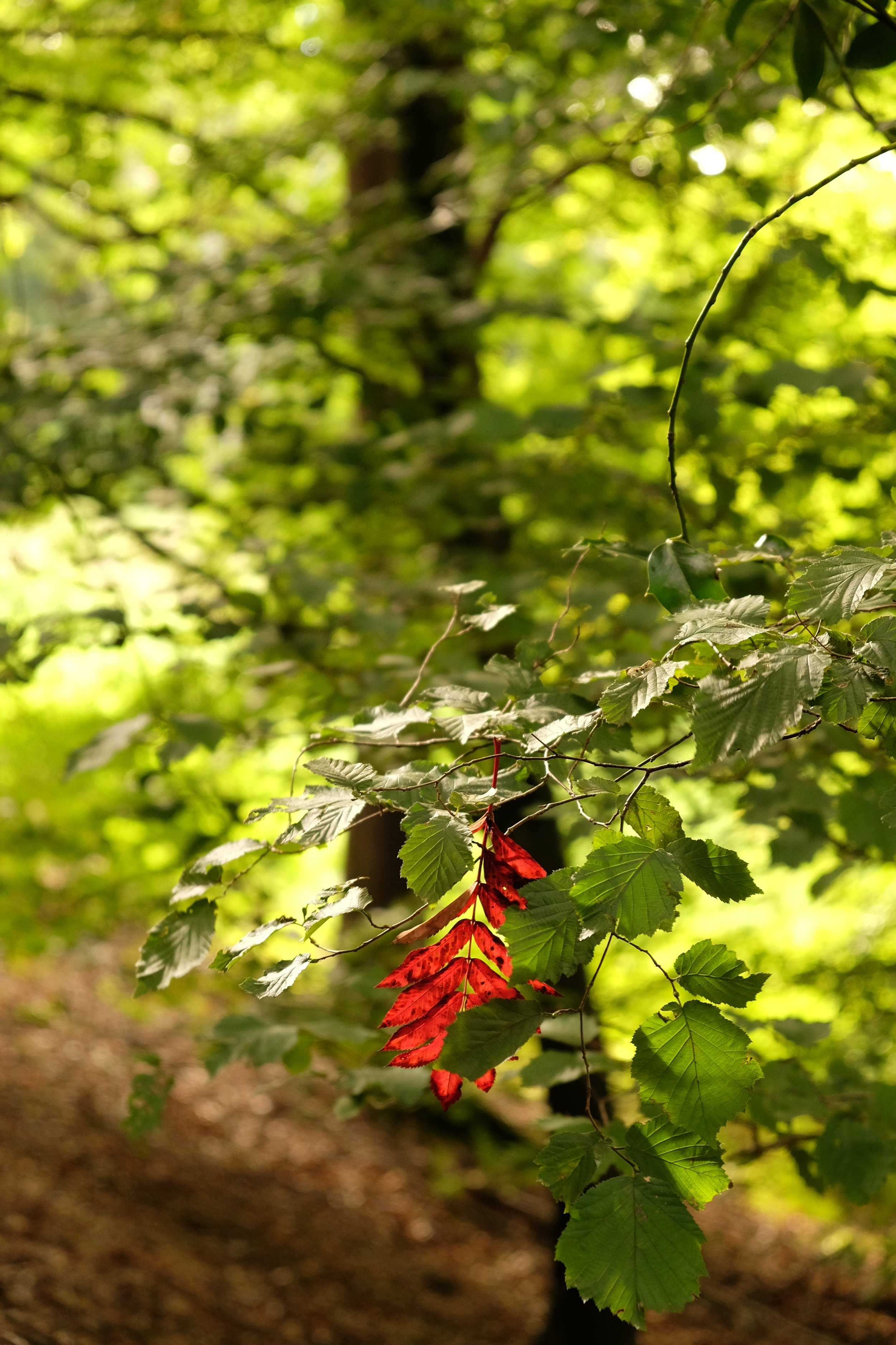Red leaf on a green leafed tree