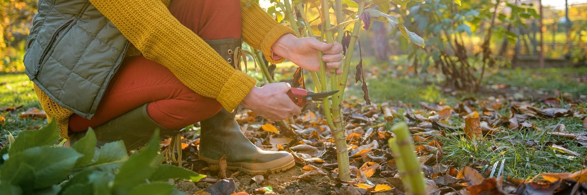 The Magic of Fall Gardening