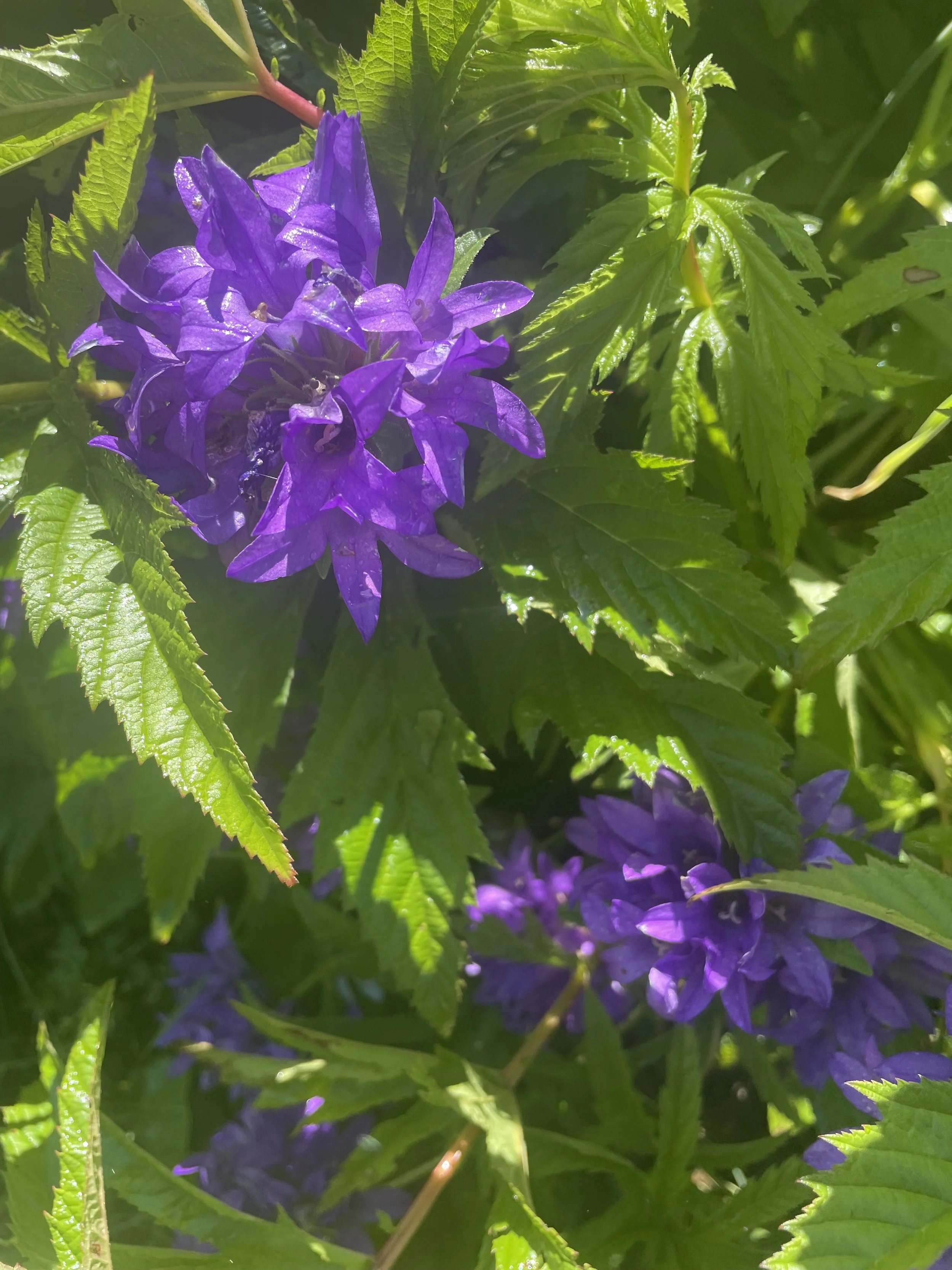 Getting Started with Native Plants