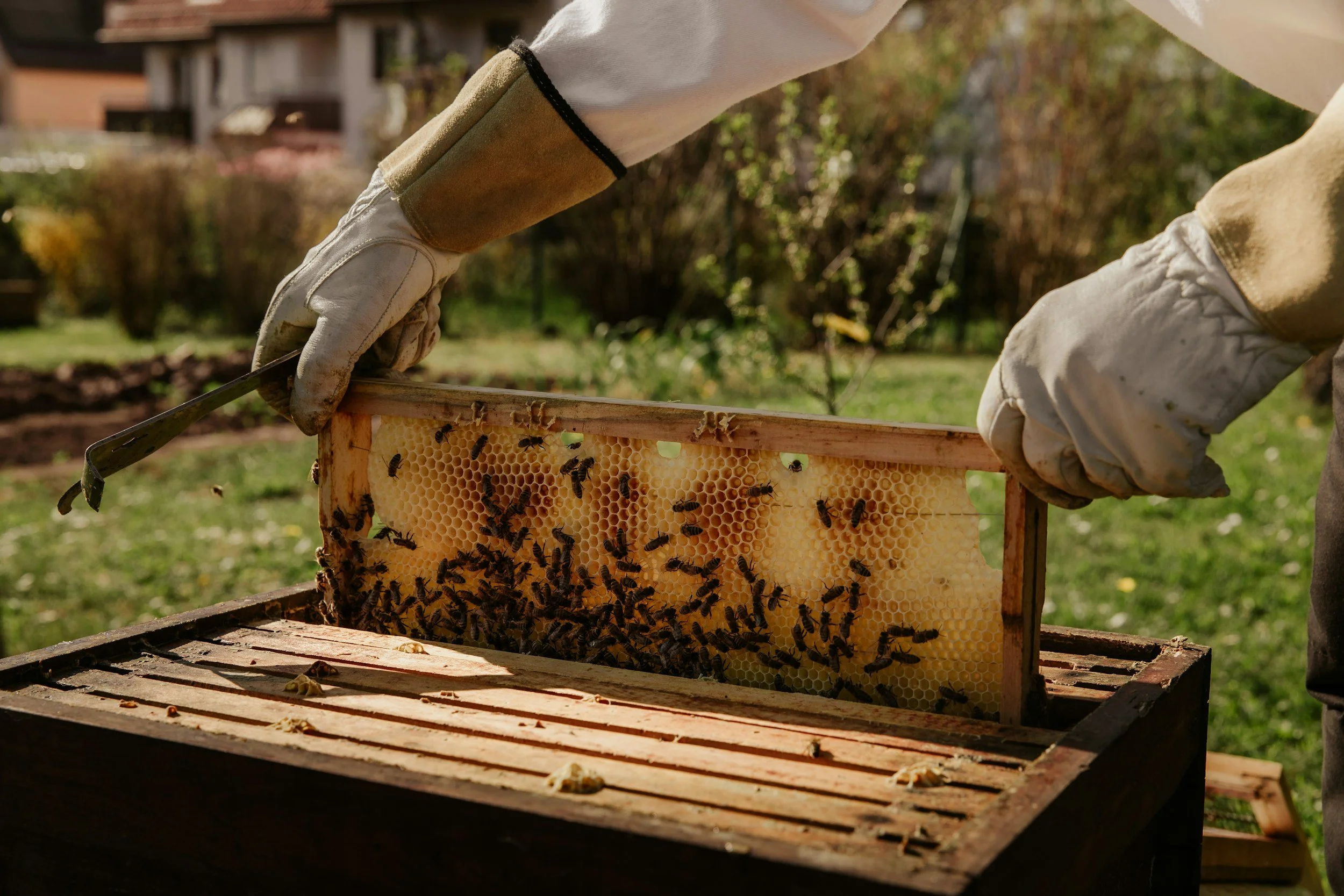 Getting Started with Beekeeping in Michigan