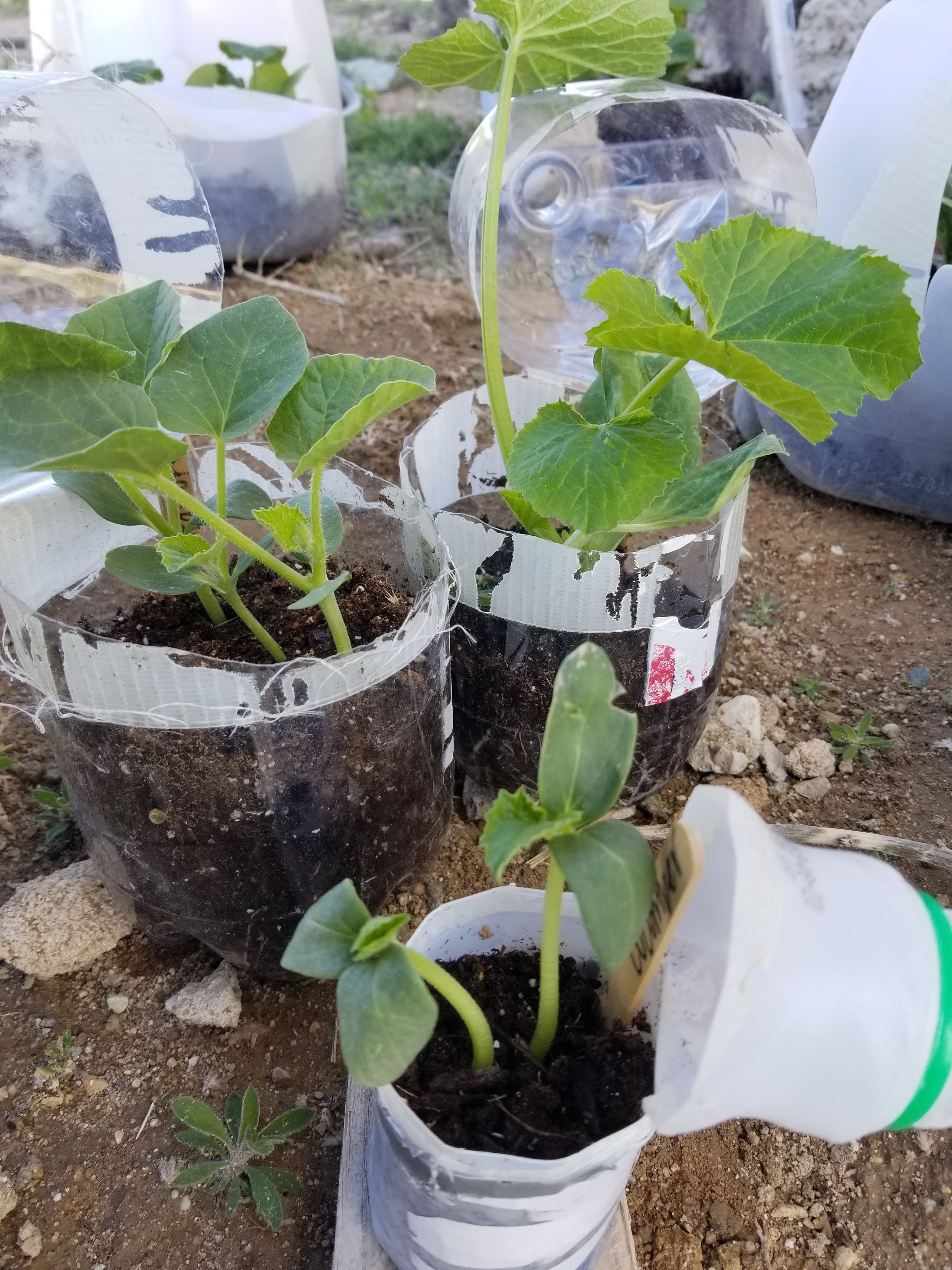 Member Program: Winter Sowing &amp; Pot Luck Luncheon