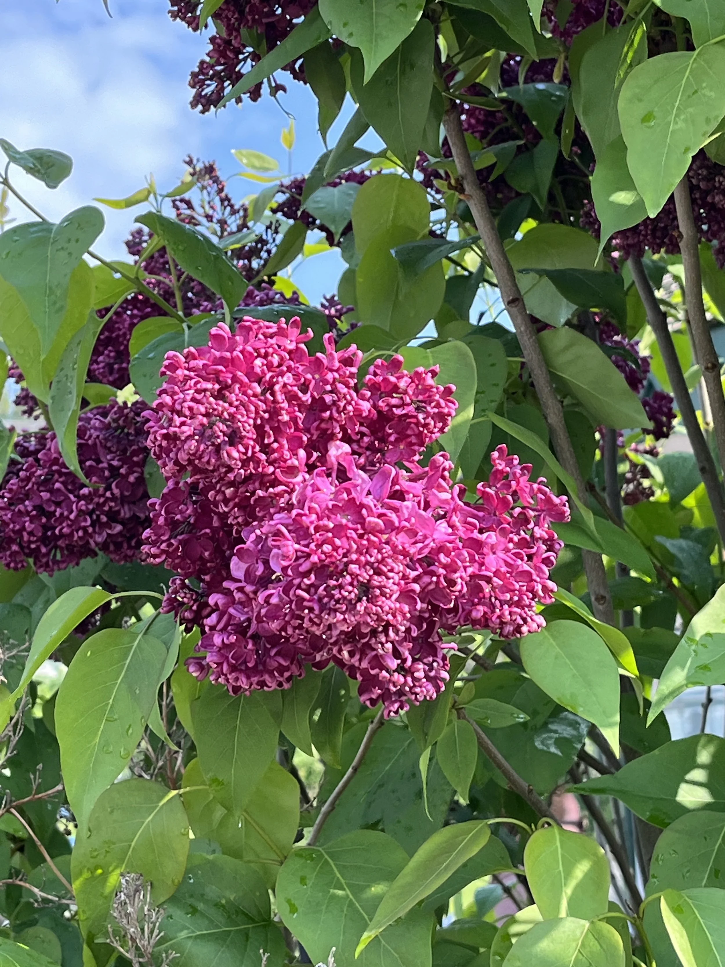 Smart Gardening at Lilac Festival 