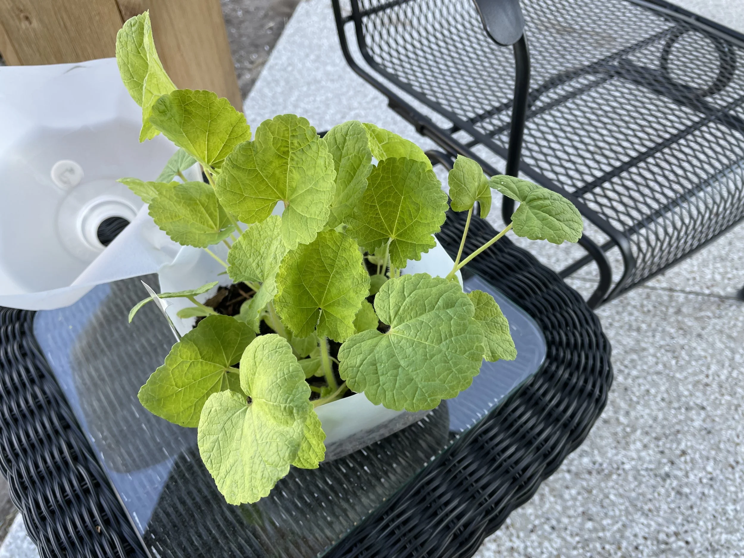 Winter Sowing Workshop