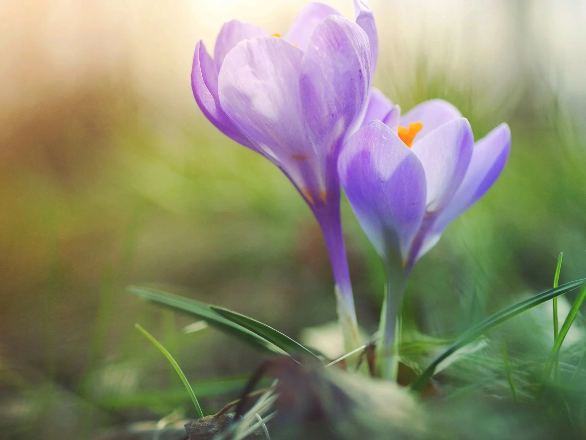 Wander Walloon: Wildflower Hike