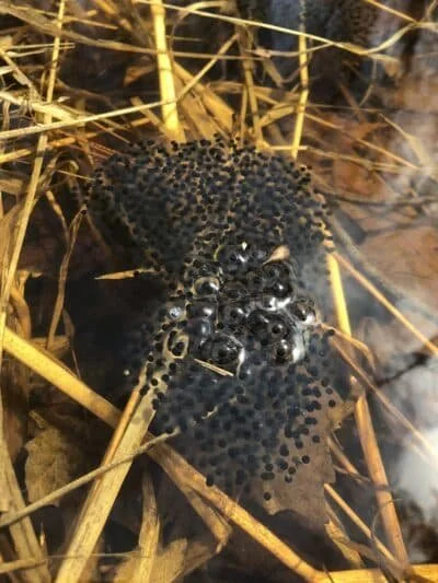 Vernal Pools
