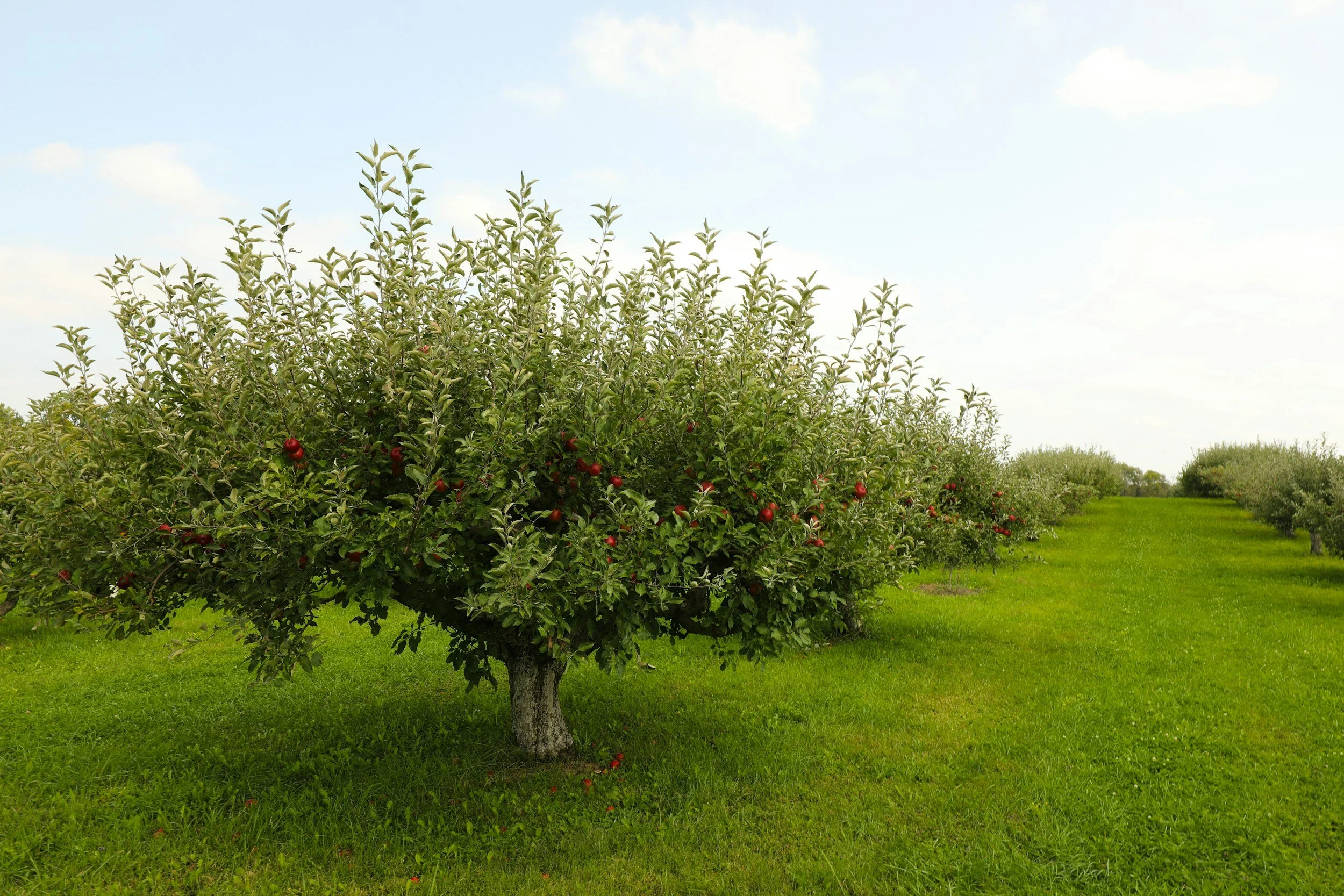 Apple Pruning Workshop