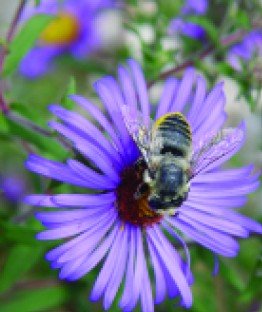 MSUE Healthy Habitats and Productive Pollinators Conference